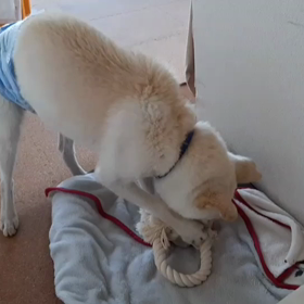 今日のシロくんの画像