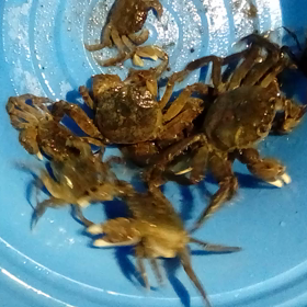 自宅前でモクズガニを狙う！？の画像