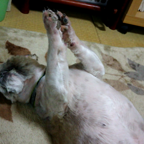 さいそくの画像