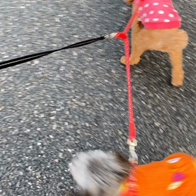 散歩の練習の画像