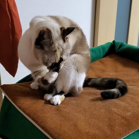 今日の猫の画像