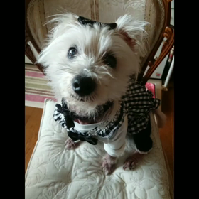 お陰様で10年の家の子記念日を迎えましたの画像