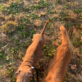 11月26日10わんこと2時間遠足　代々木公園表参道の画像