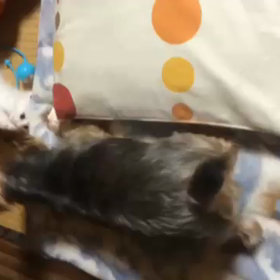 懐かしい動画の画像