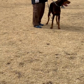 ラスターの画像