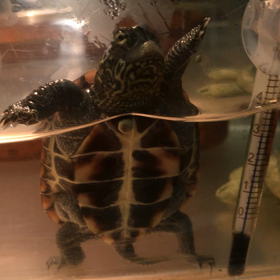 新技披露の画像