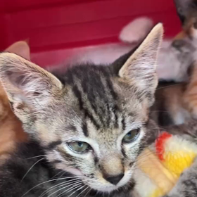 11月12日(日)参加猫チビちゃん5匹の画像