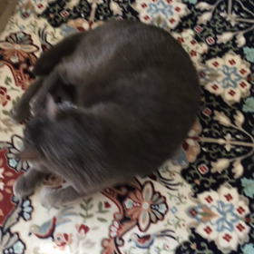 アッサムゴロン♪の画像