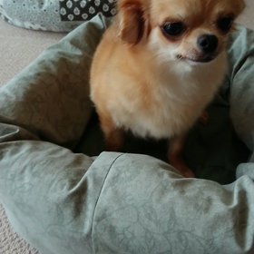 初動画　おもちゃで遊ぶ、ヨナハちゃんの画像