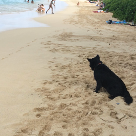 夏にあこがれて、ハワイのビーチでの動画の画像