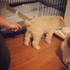 モアナ怒ったワン！の画像