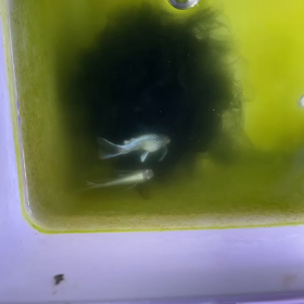 今日のめだかは！こちら！！の画像