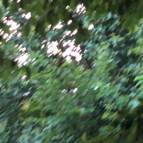 蝶／動画の画像