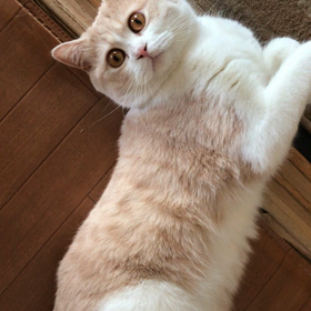 猫好きさんへ❤︎の画像