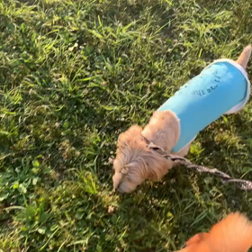 6月7日8わんこと2時間30分遠足　　代々木公園の画像