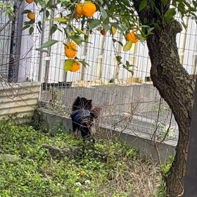 ワンコについて…の画像