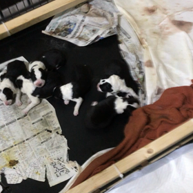 ボーダーコリー  子犬の画像