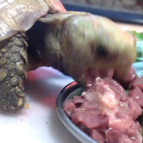 回復しましたー。の画像