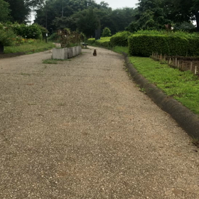 一昨日、久々に早朝散歩への画像