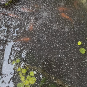 氷下魚動画の画像