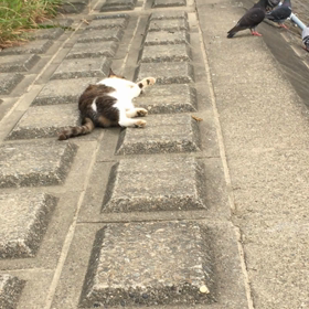 動画と静止画一緒に貼ると…の画像