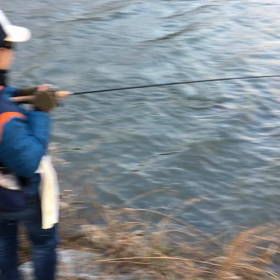 コイキングの画像