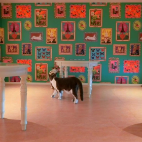 猫カフェムービー13  マリーナホップの画像