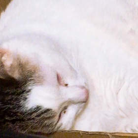 はしやすめ　みつおの画像