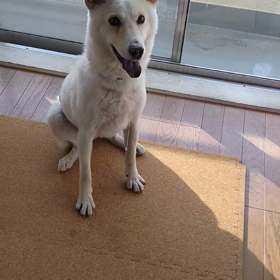 今日のシロくんの画像