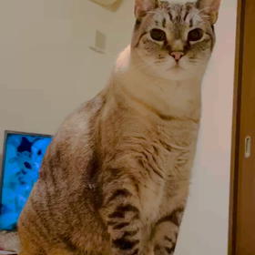 おはようございますの画像