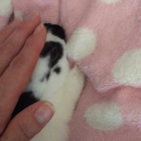 うっとり～中なのです❀の画像