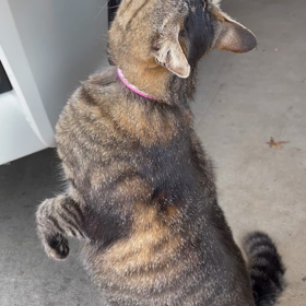 ちゅるちゅる独り占めの画像