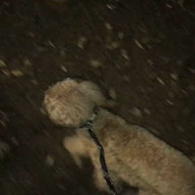 ♪お散歩動画♪代々木公園♪の画像