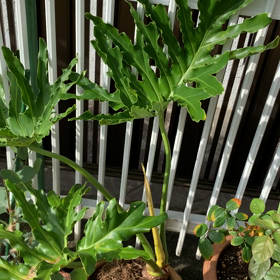 根付いた〜の画像