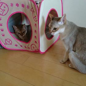 チャッピー、ドキドキ (動画です)の画像