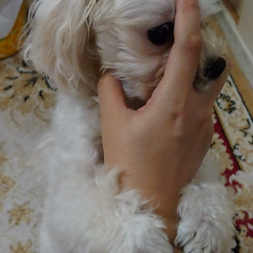 不思議な遊び  方の画像