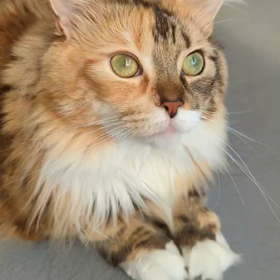 蝿の行末の画像