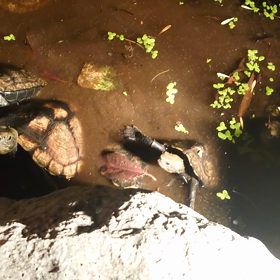 平常運転への画像
