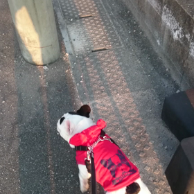 夕方散歩の画像