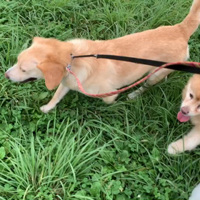 7月16日10わんこと2時間遠足　代々木公園表参道の画像