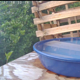 すぎぴたんの事件簿シーズン3　337話（独特な水浴び！子ヤマガラ）の画像