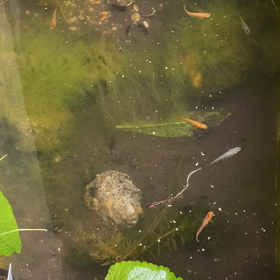 令和2.4.28. 今朝のめだか動画。の画像