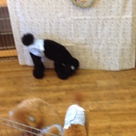 遊んでるー^_^の画像