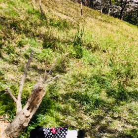 2021年3月31日　桜の画像