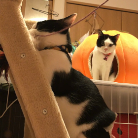 いつもありがとの画像