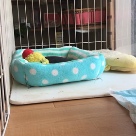 #ゆっくり、成長の画像