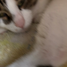 最近寝不足な訳！デールちゃん癒し中。の画像