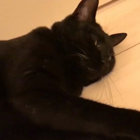 ネロ君の里親様から☺️の画像