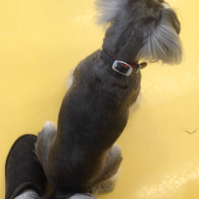 ▶︎どかないレモンの画像