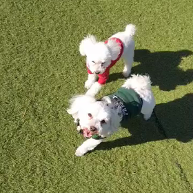 【第265話】パパとドッグランに行ったボクの画像